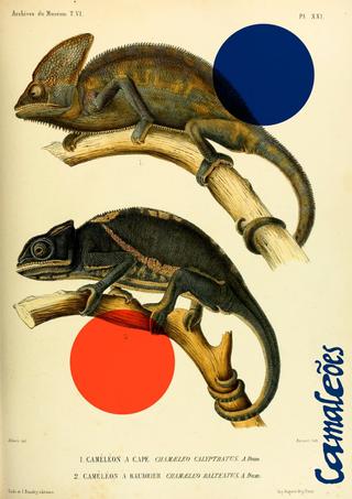 Chameleons poster