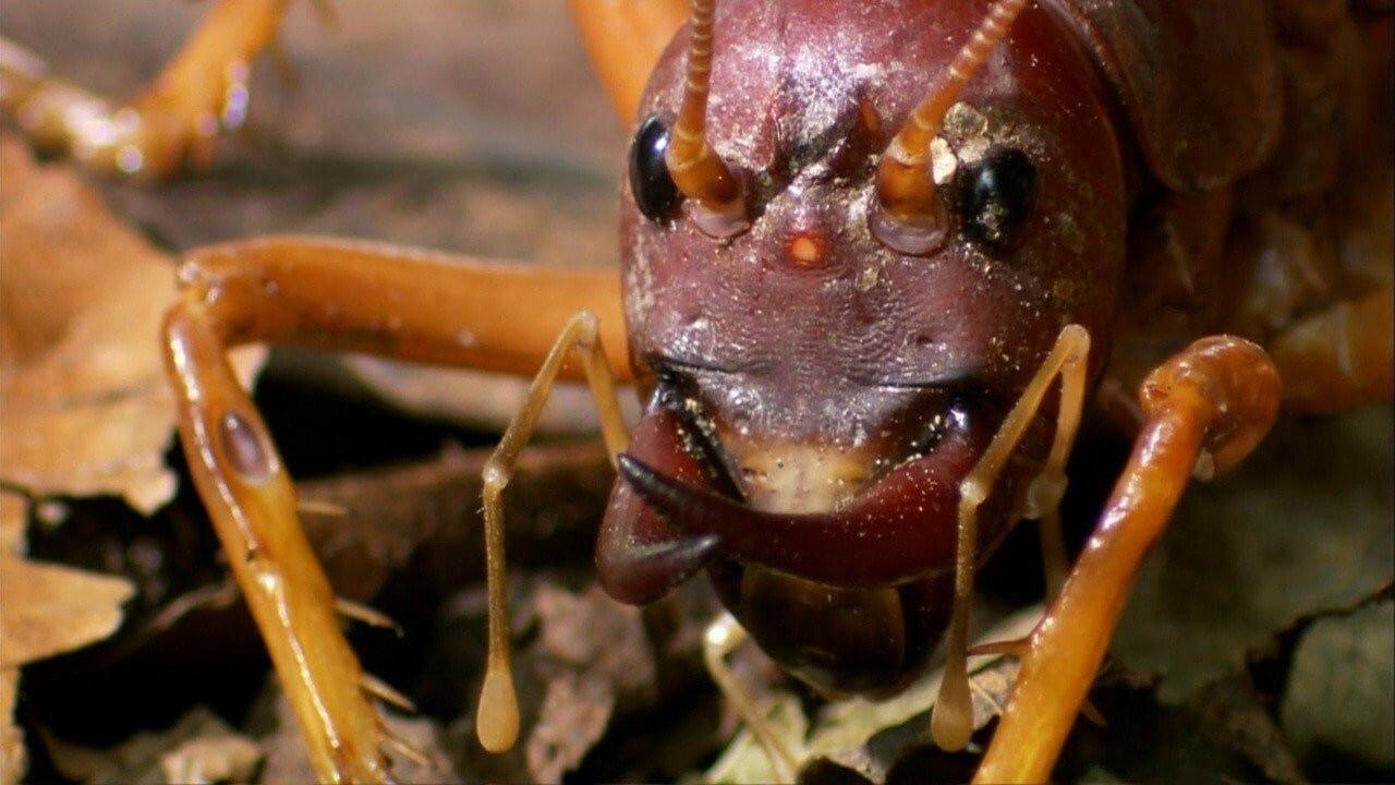 The World's Biggest and Baddest Bugs backdrop