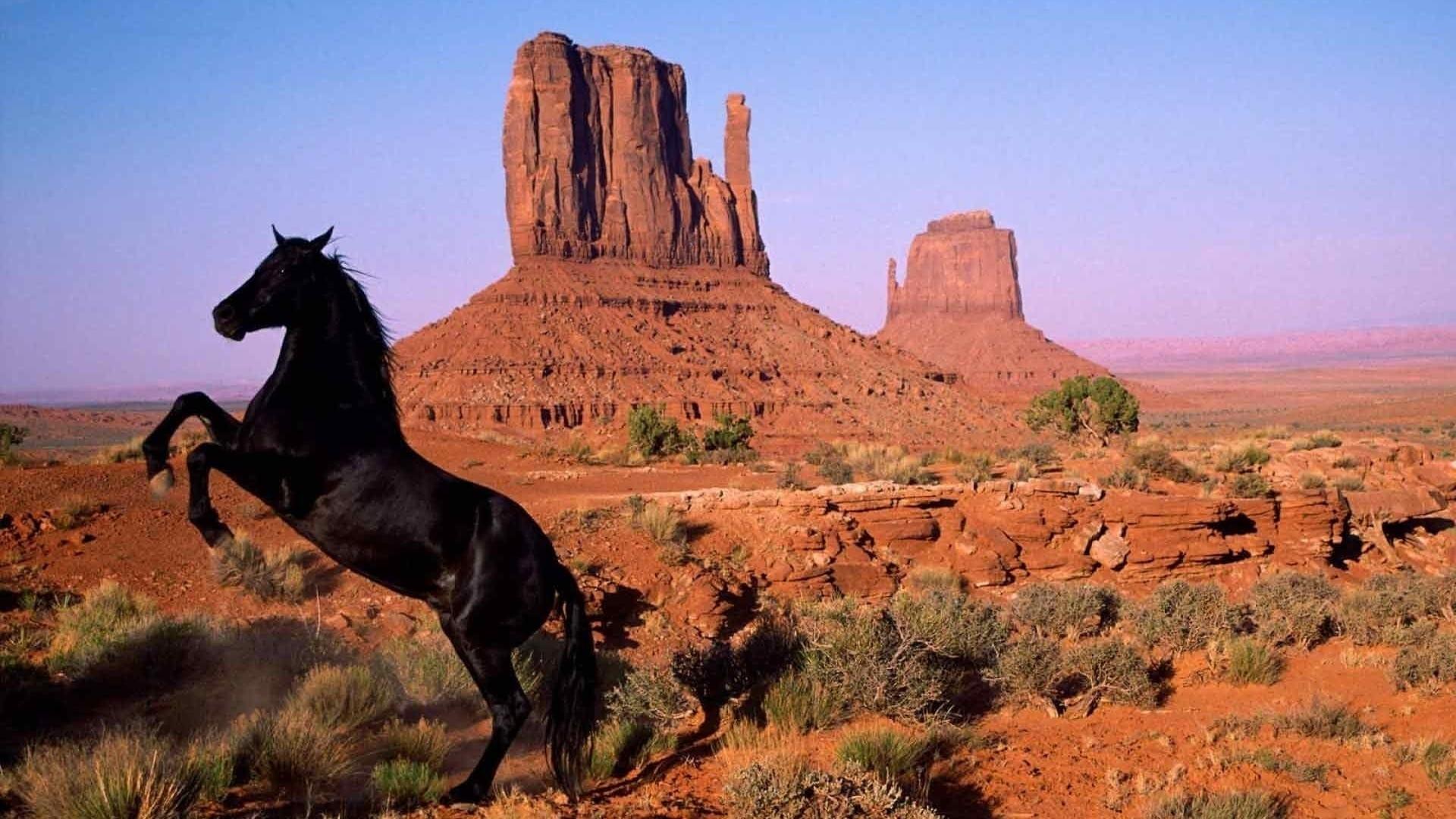 American Mustang backdrop