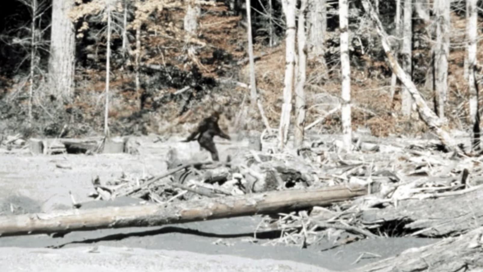 Patterson–Gimlin film backdrop