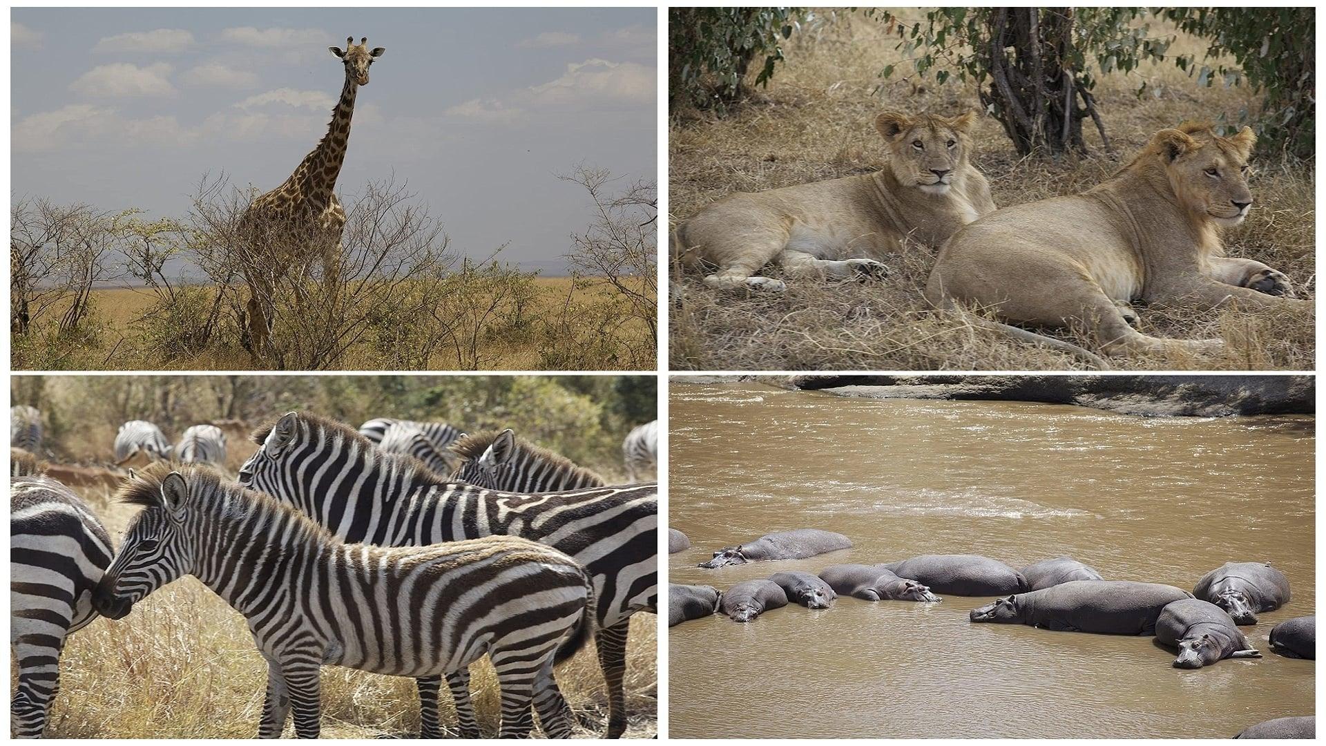 Safari: Africa backdrop