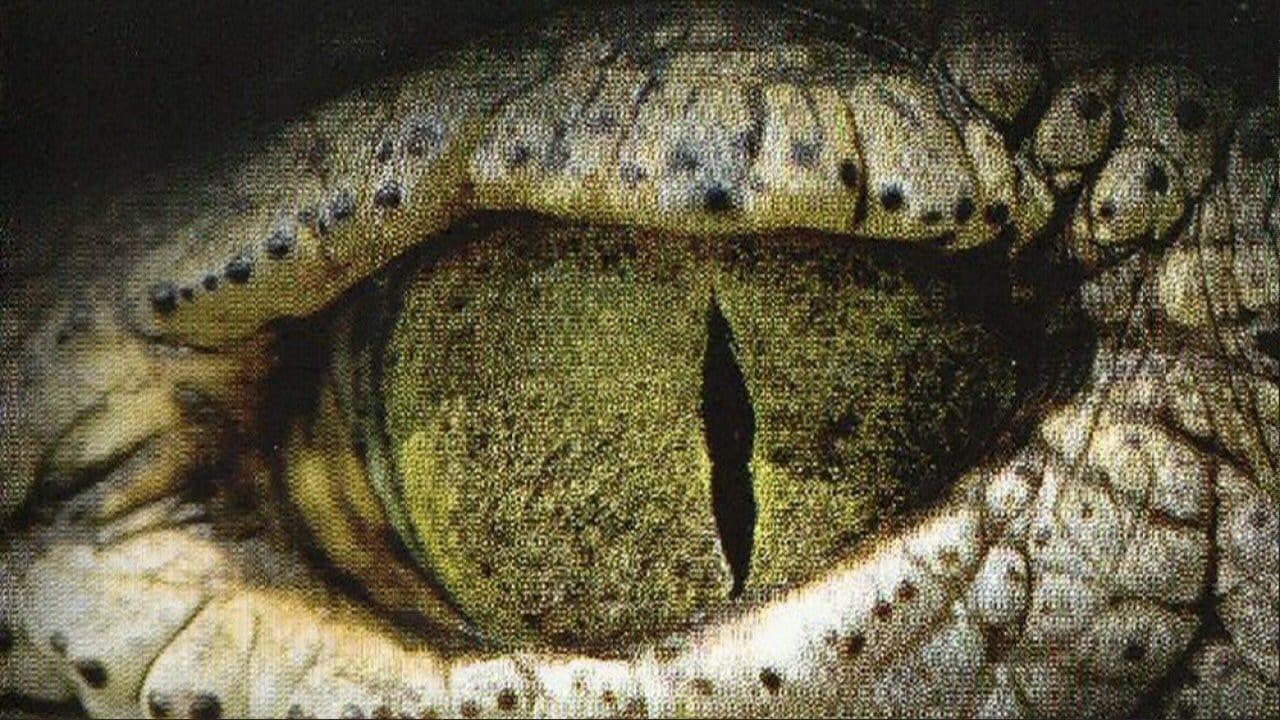 L'oeil du crocodile backdrop