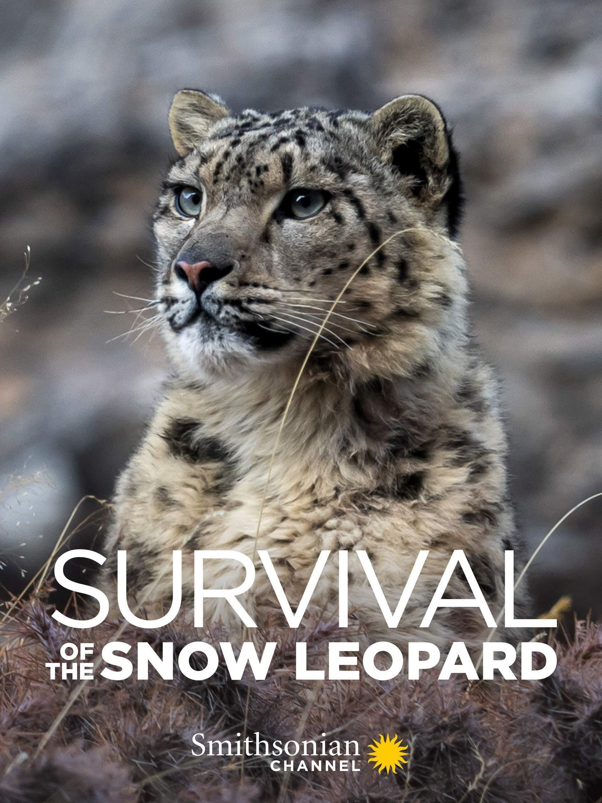 Survival Of The Snow Leopard poster