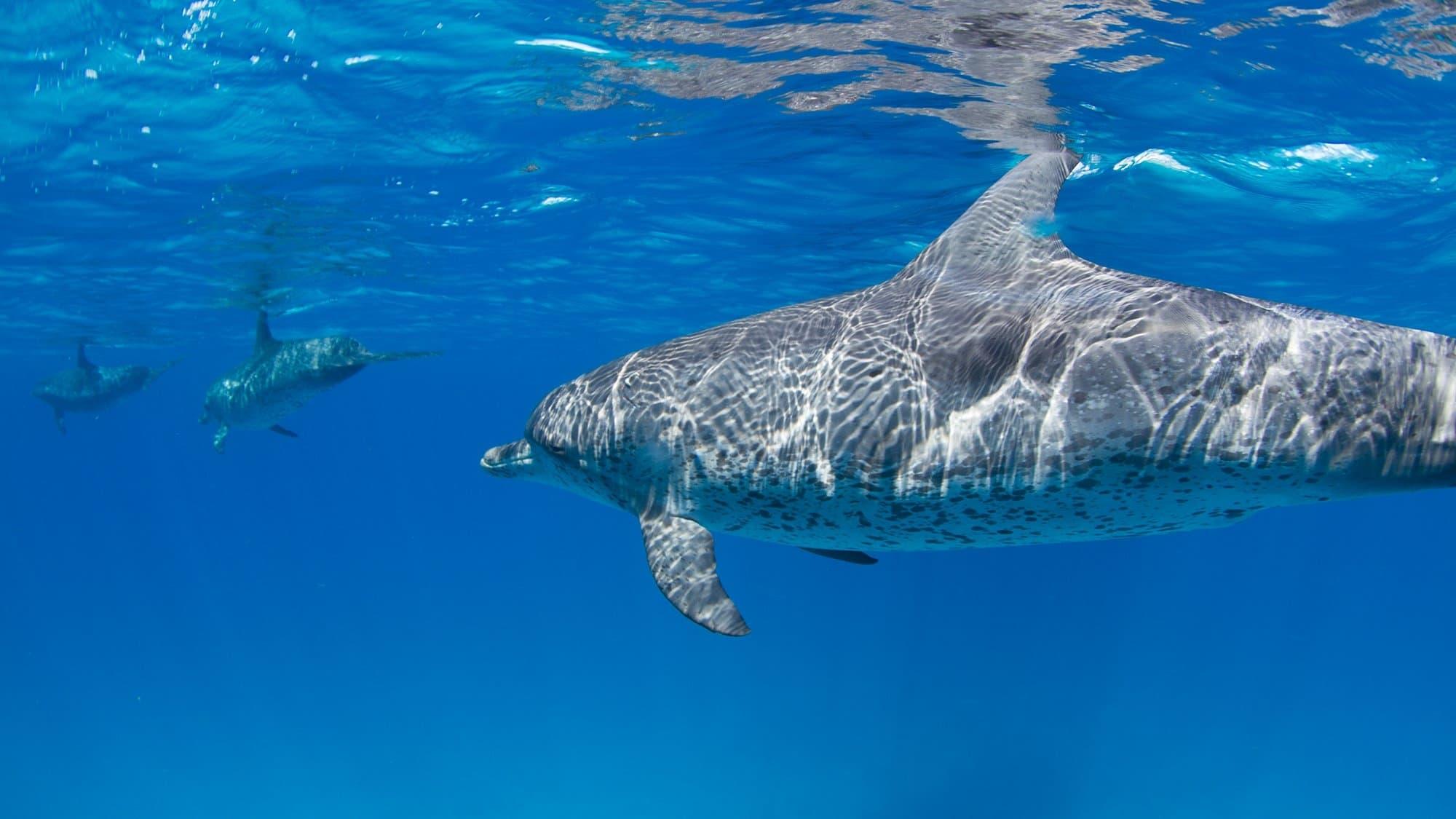 Sharks Vs. Dolphins: Face Off backdrop