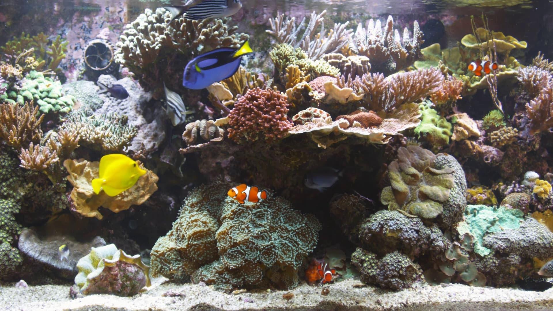 BluScenes: Coral Reef Aquarium backdrop