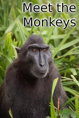 Meet the Monkeys poster