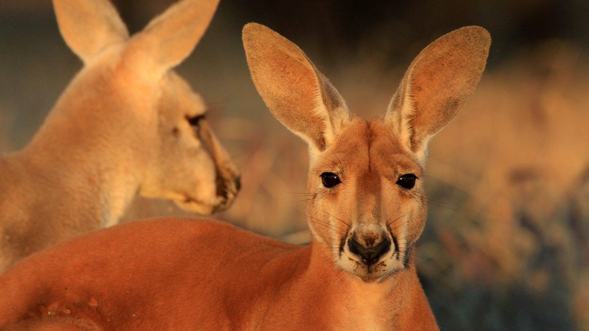 The Kangaroo King backdrop