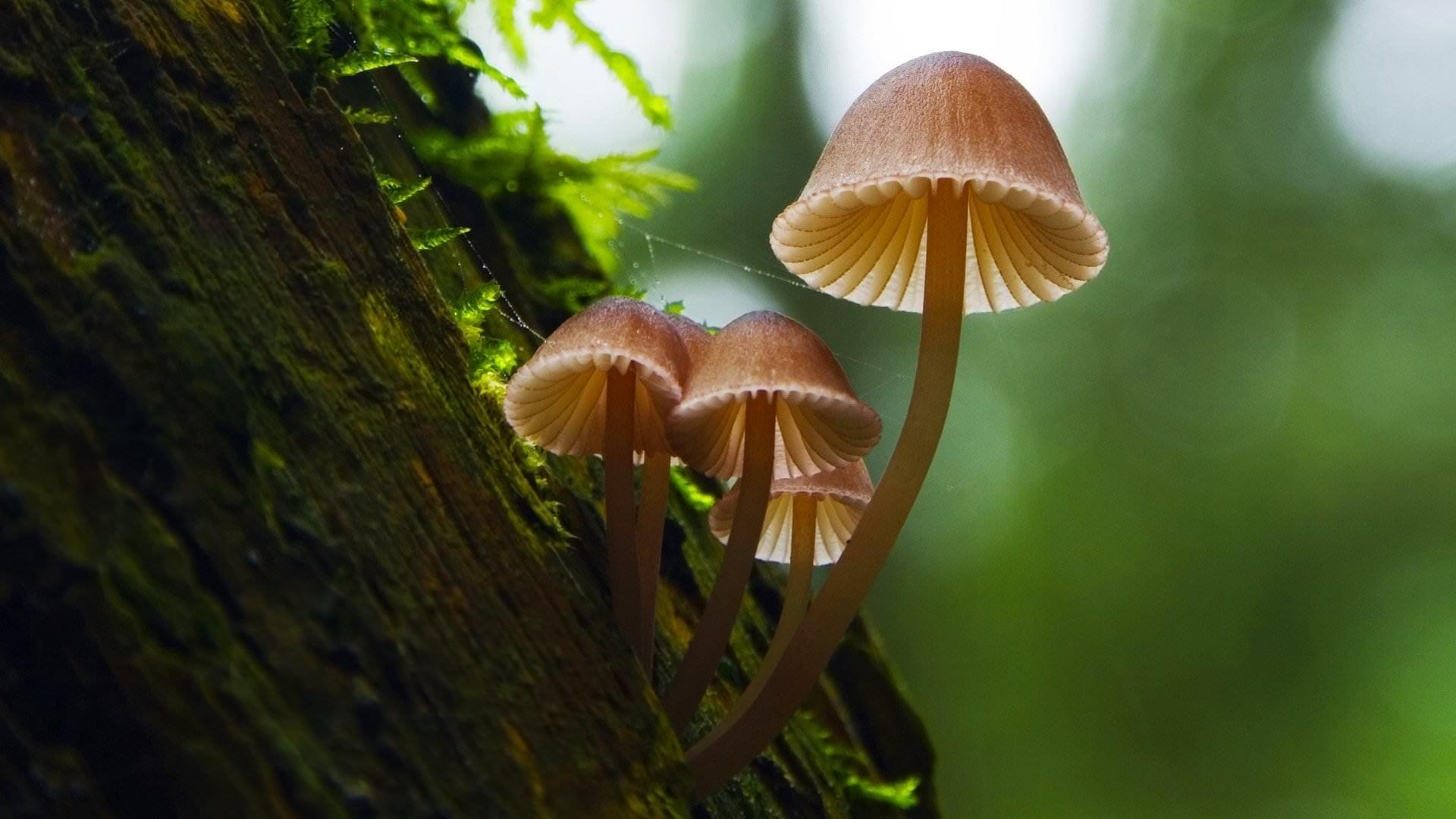 Fantastic Fungi backdrop