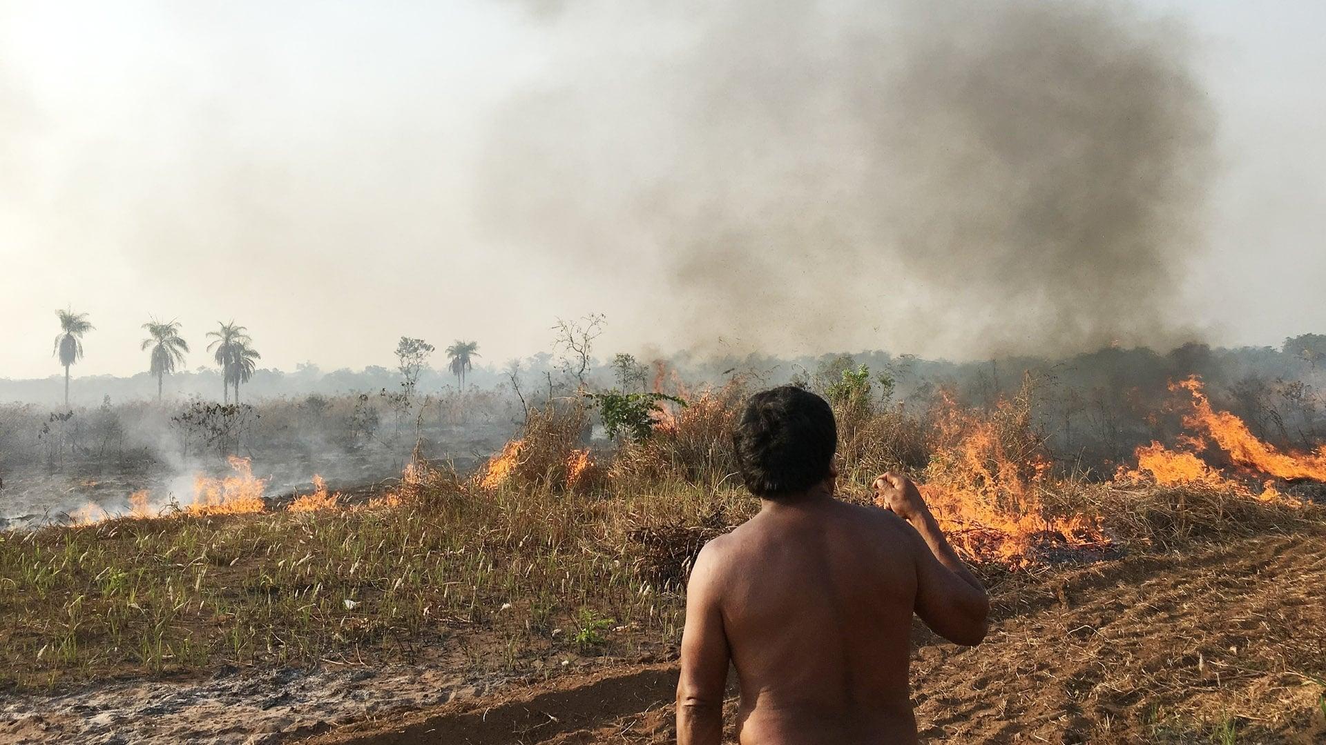 Fire in the Forest backdrop