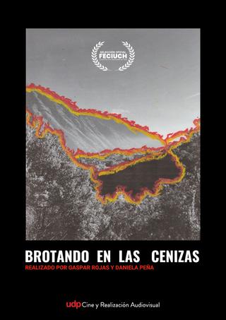 Brotando en las cenizas poster