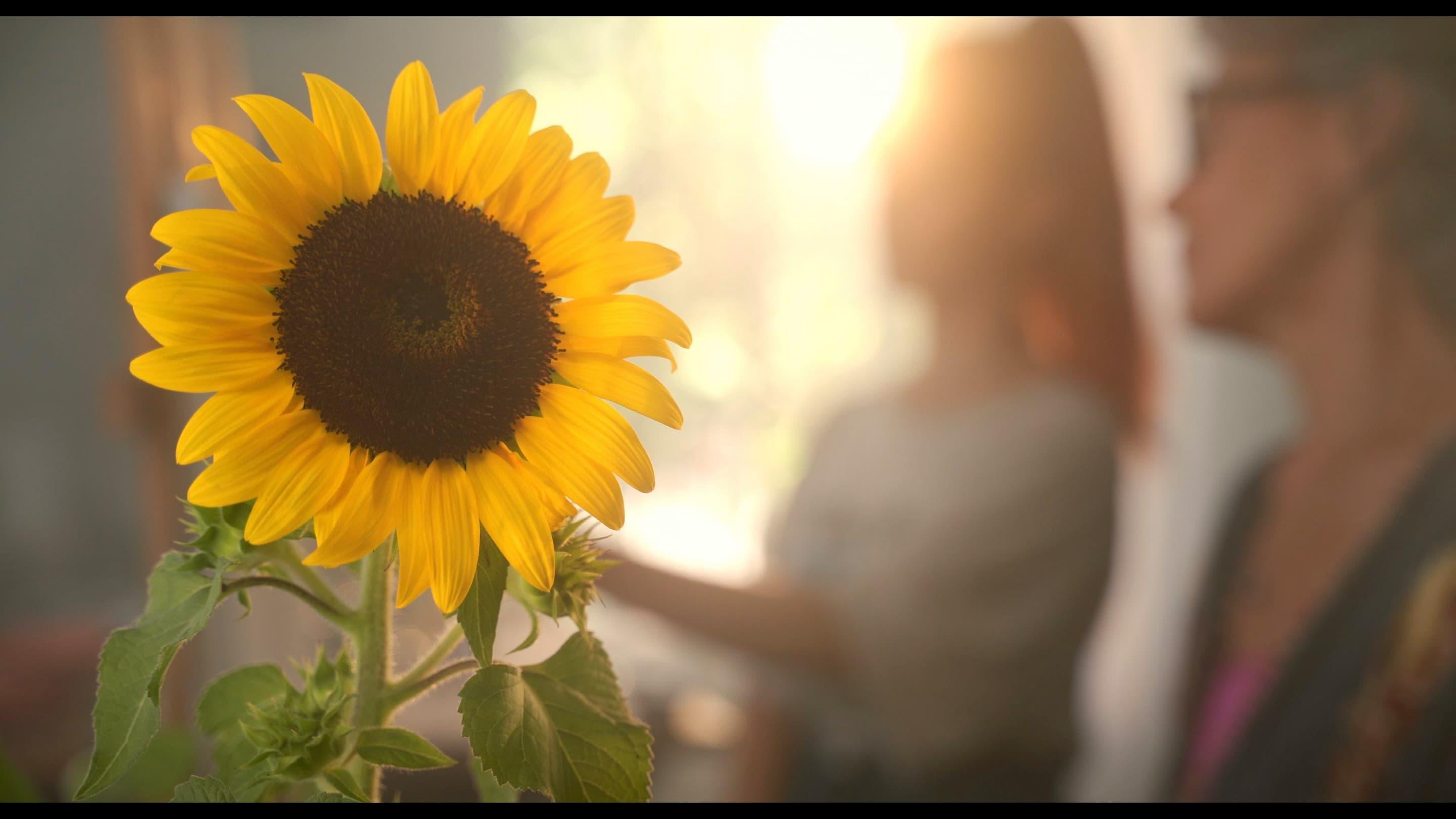 Sunflower backdrop