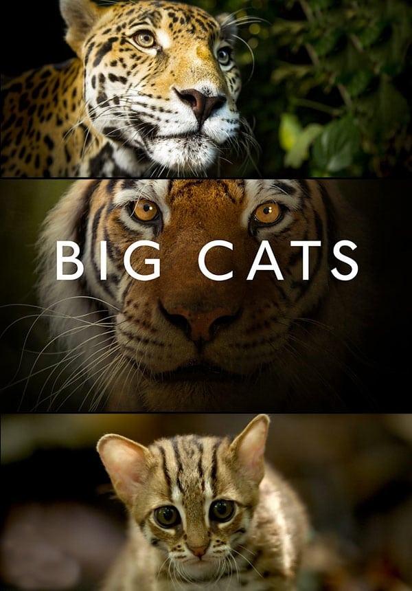 Big Cats poster