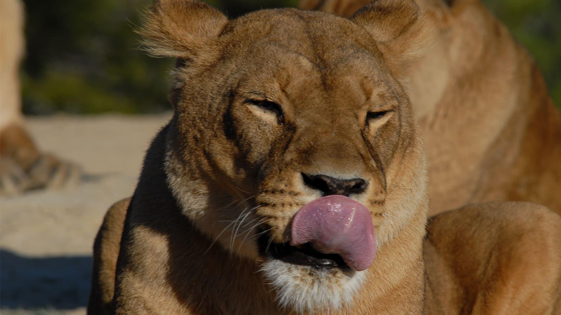 Lioness in Exile backdrop