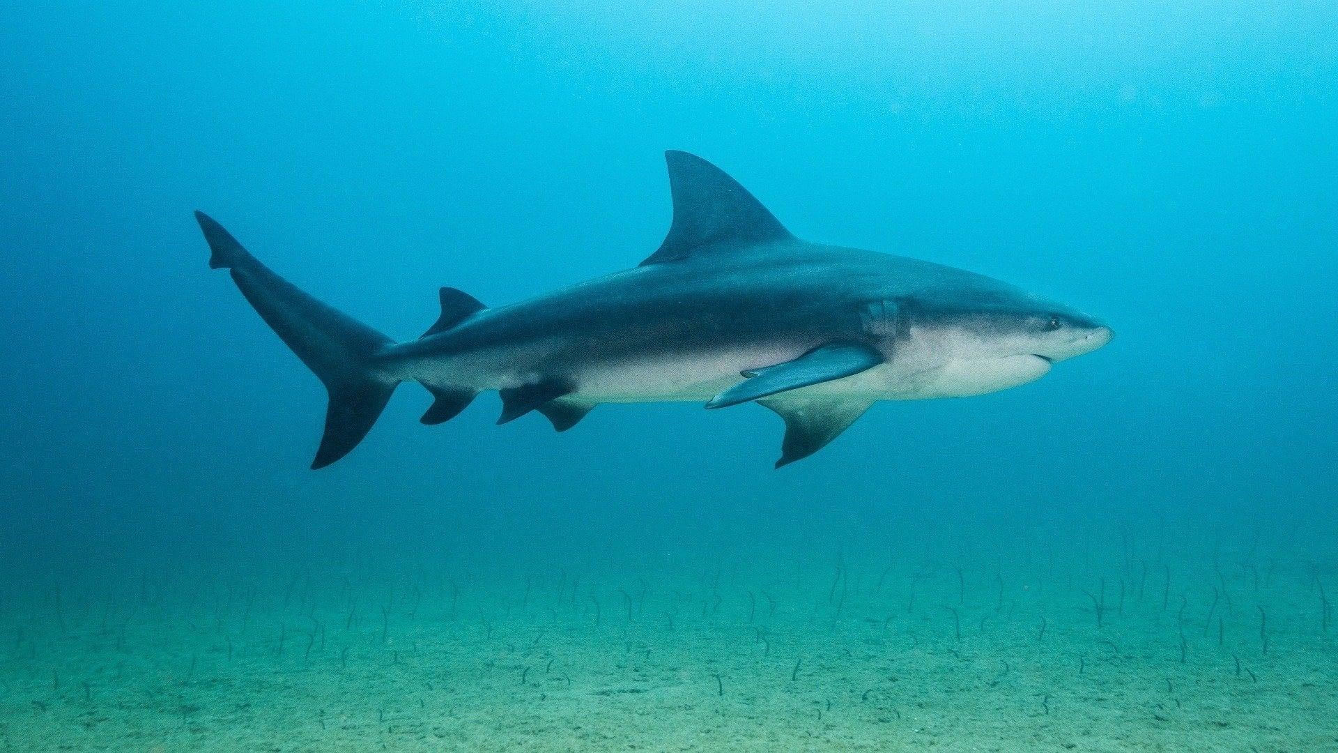 Backyard Bull Sharks backdrop