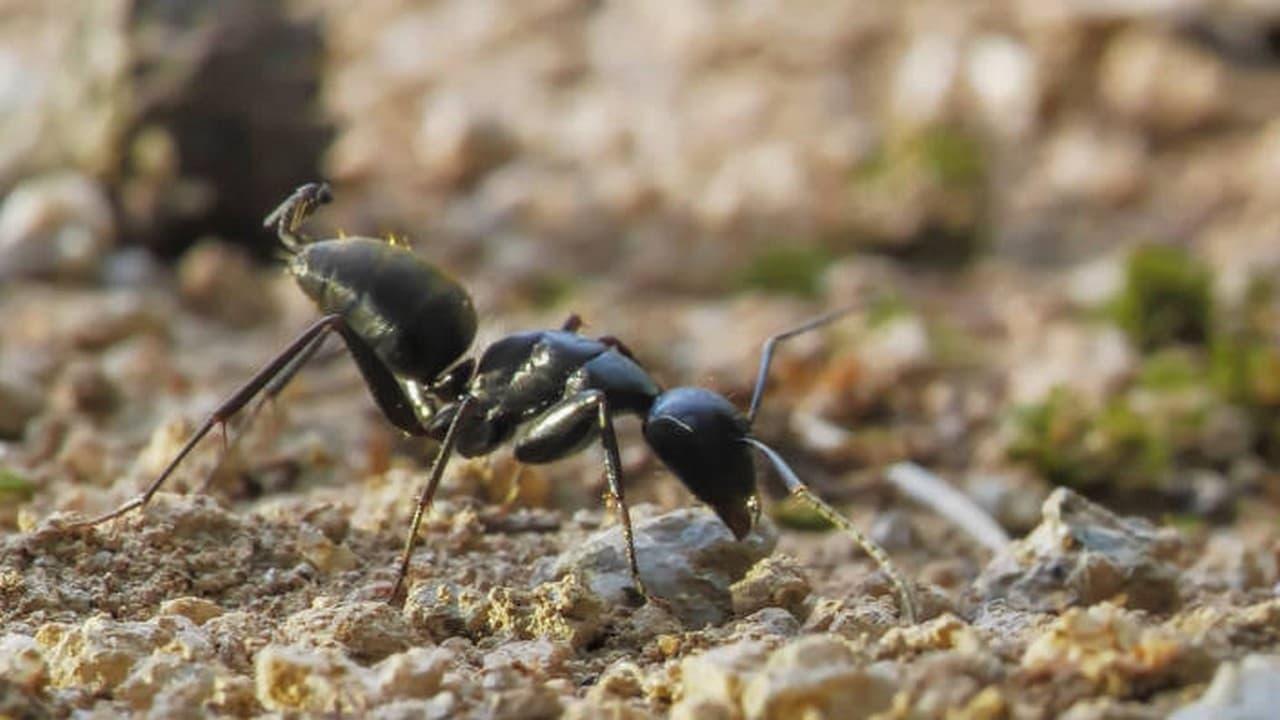 Au royaume des fourmis backdrop