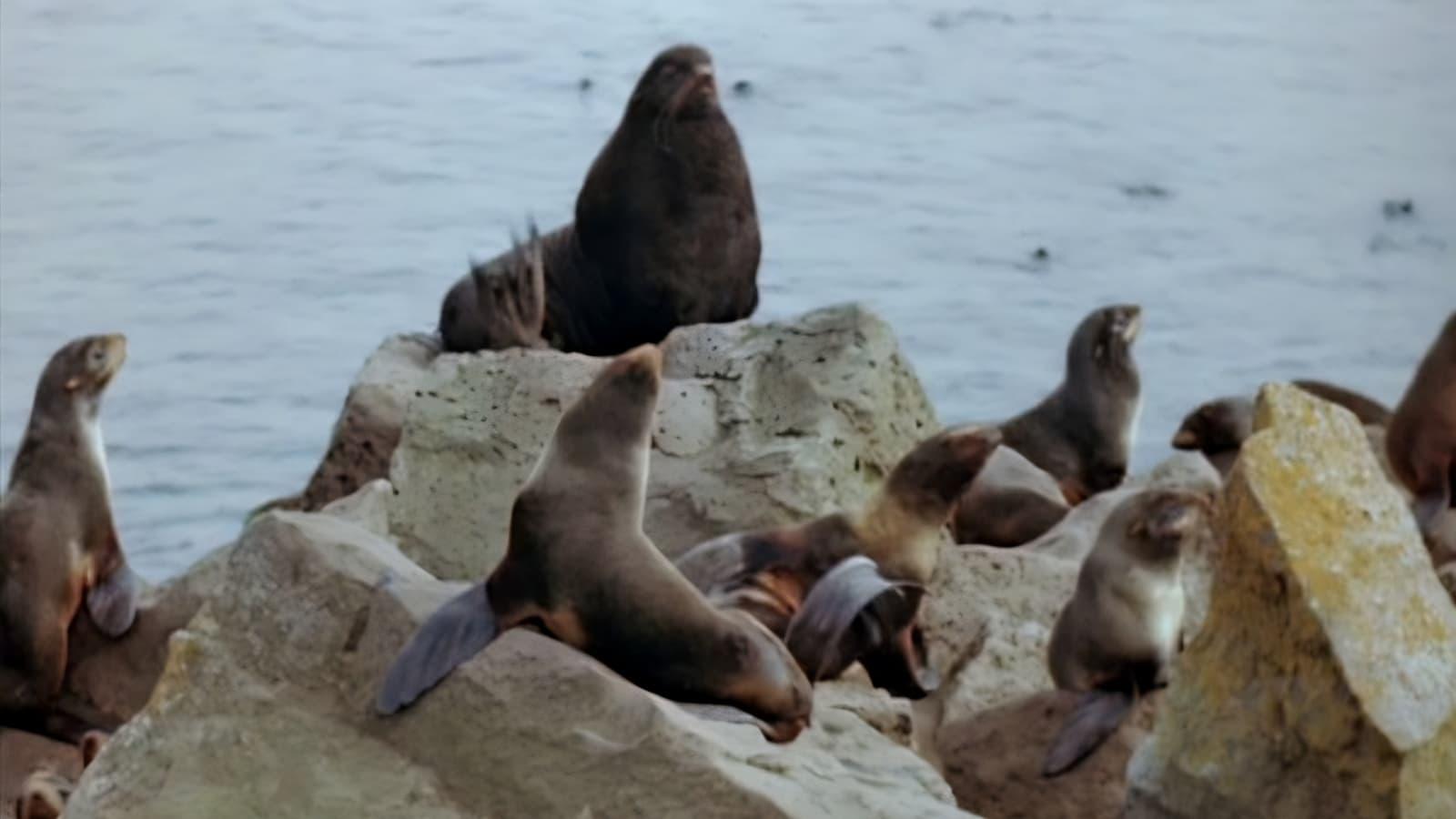 Seal Island backdrop