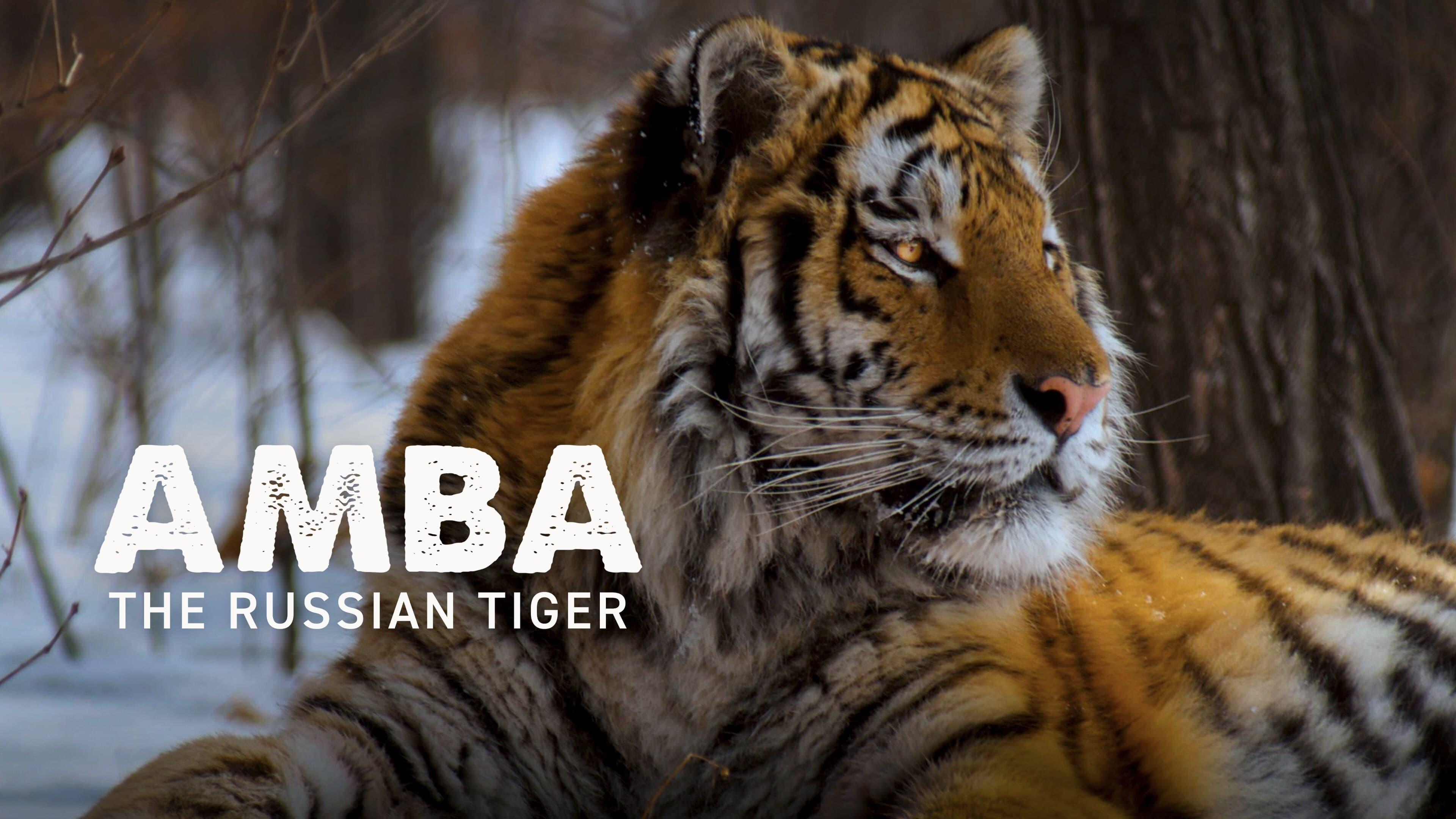 Amba: The Russian Tiger backdrop