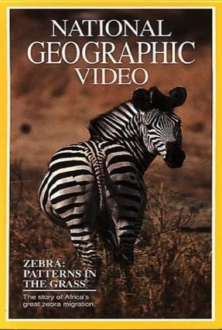 Zebras: Patterns in the Grass poster