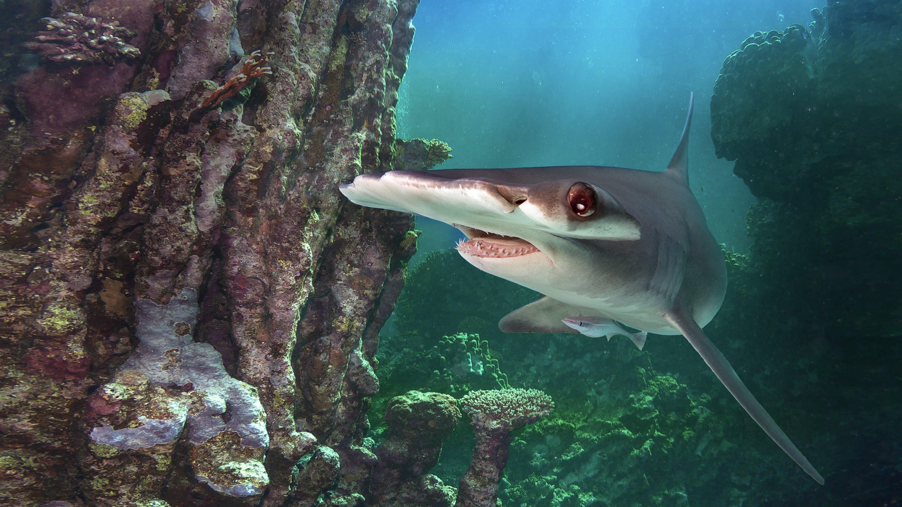 World's Biggest Hammerhead? backdrop