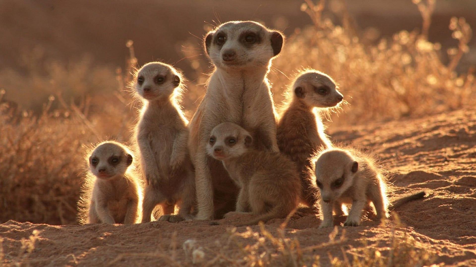 The Meerkats backdrop