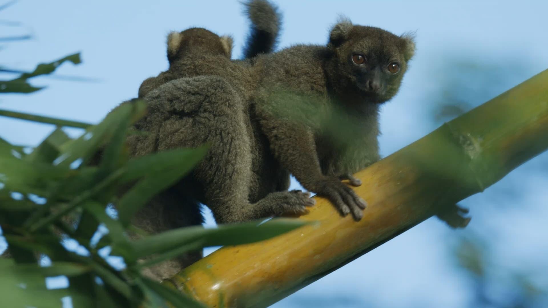 Madagascar: Africa's Galapagos backdrop