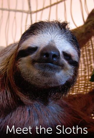 Meet the Sloths poster