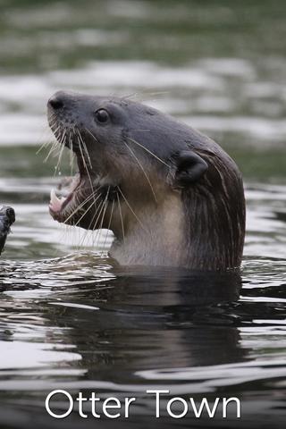 Otter Town poster