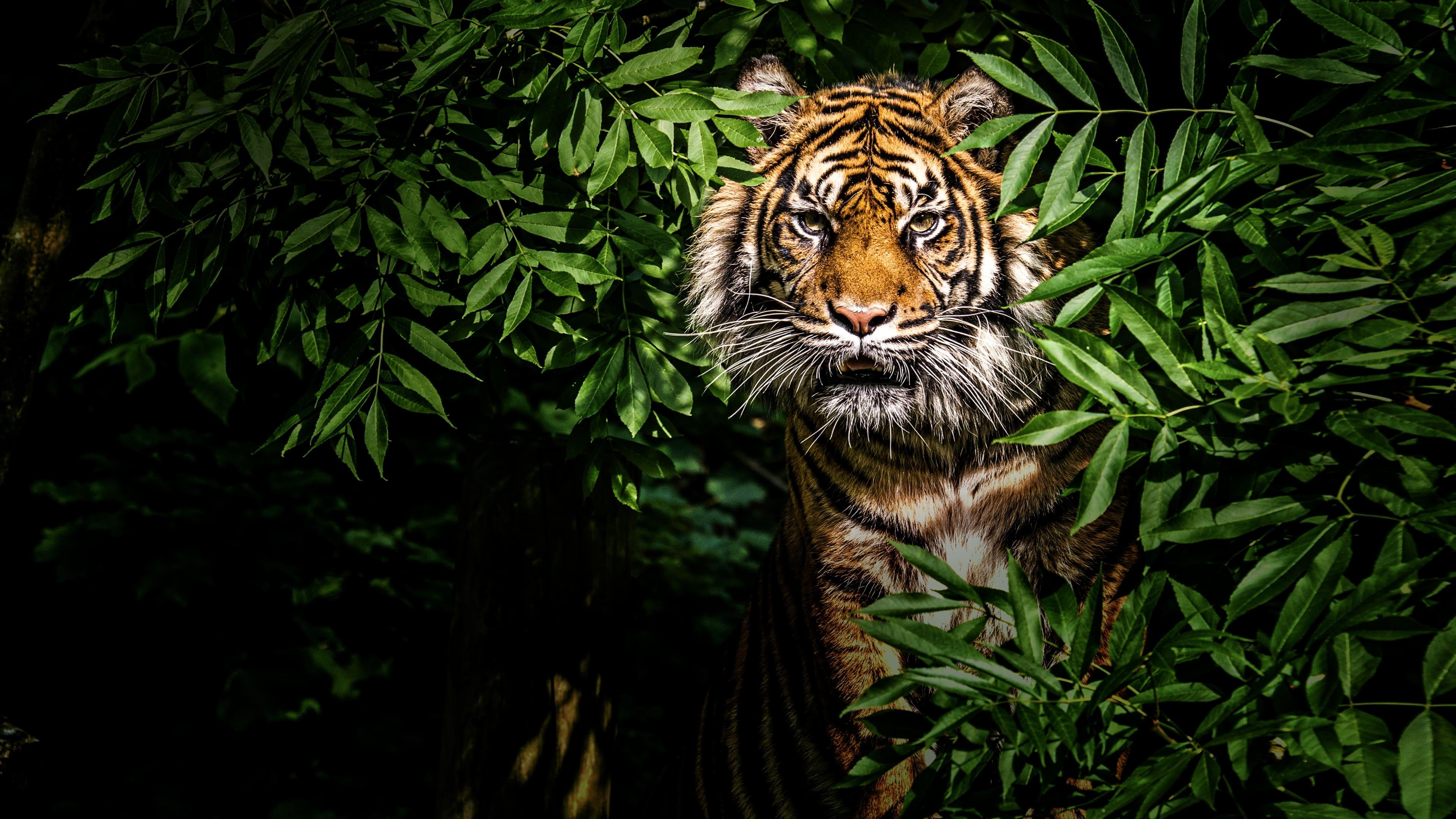 Thailand's Wild Cats backdrop