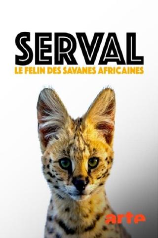 Servale - Afrikas unbekannte Katzen poster
