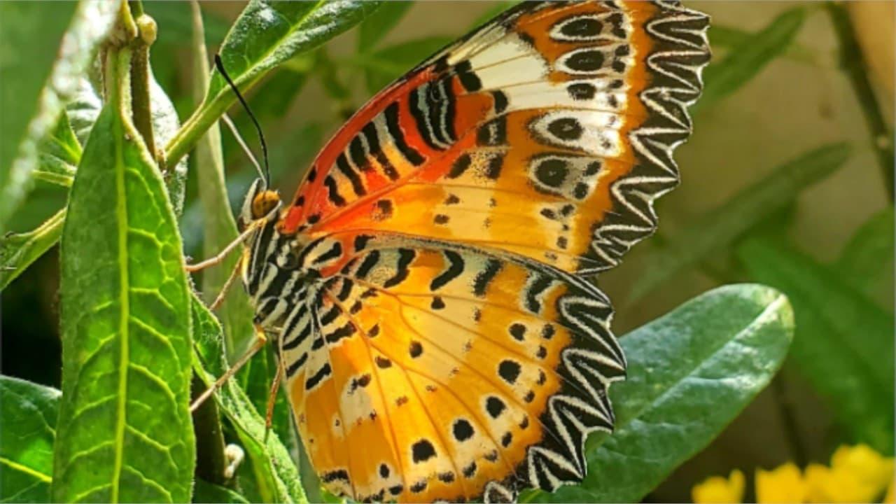 Devenir papillon backdrop