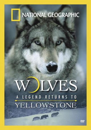 Wolves: A Legend Returns to Yellowstone poster