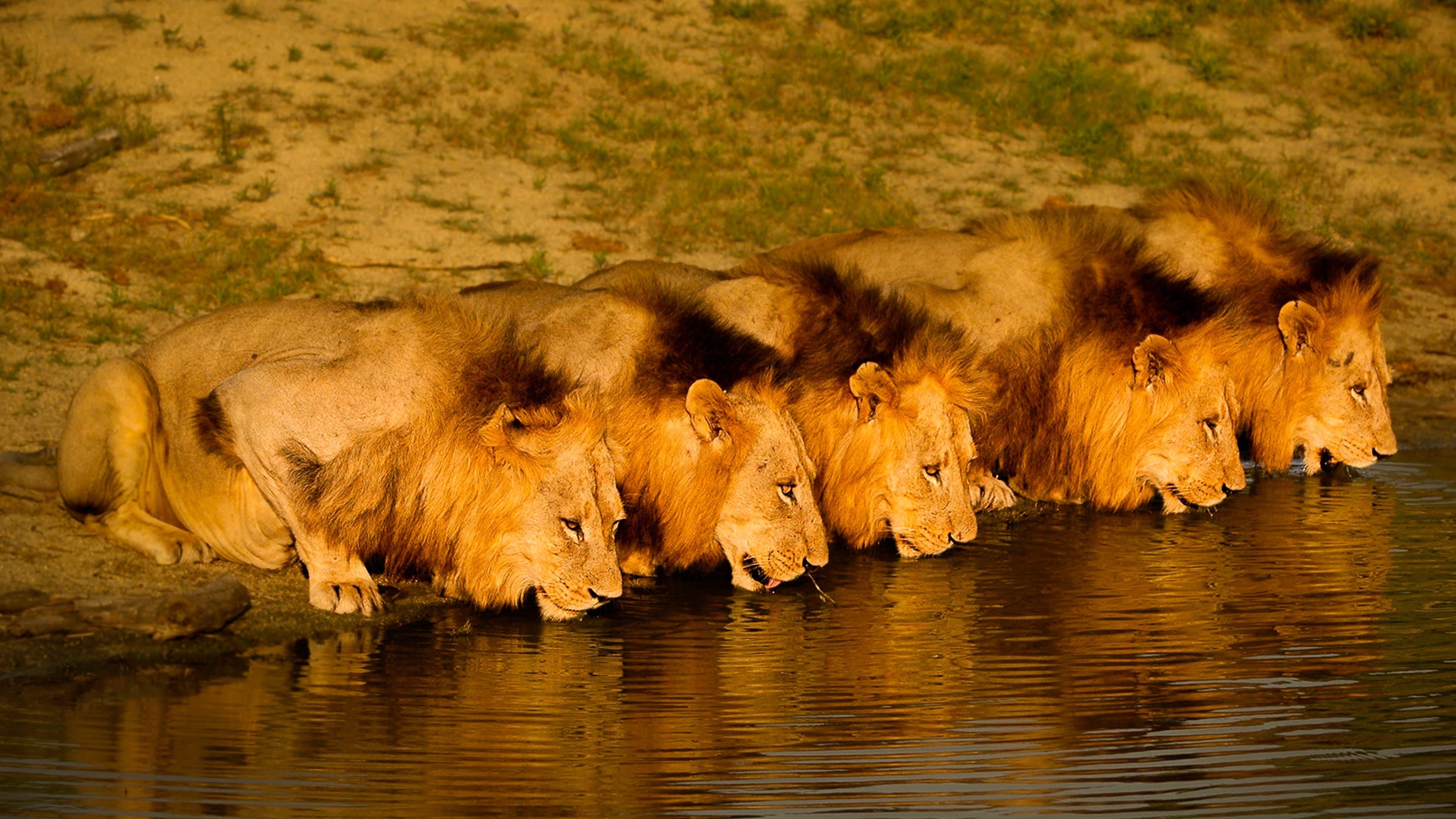 Brothers in Blood: The Lions of Sabi Sand backdrop