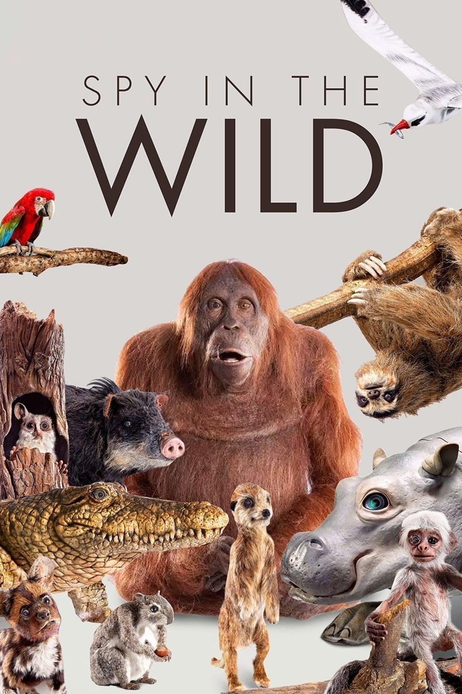 Spy in the Wild poster