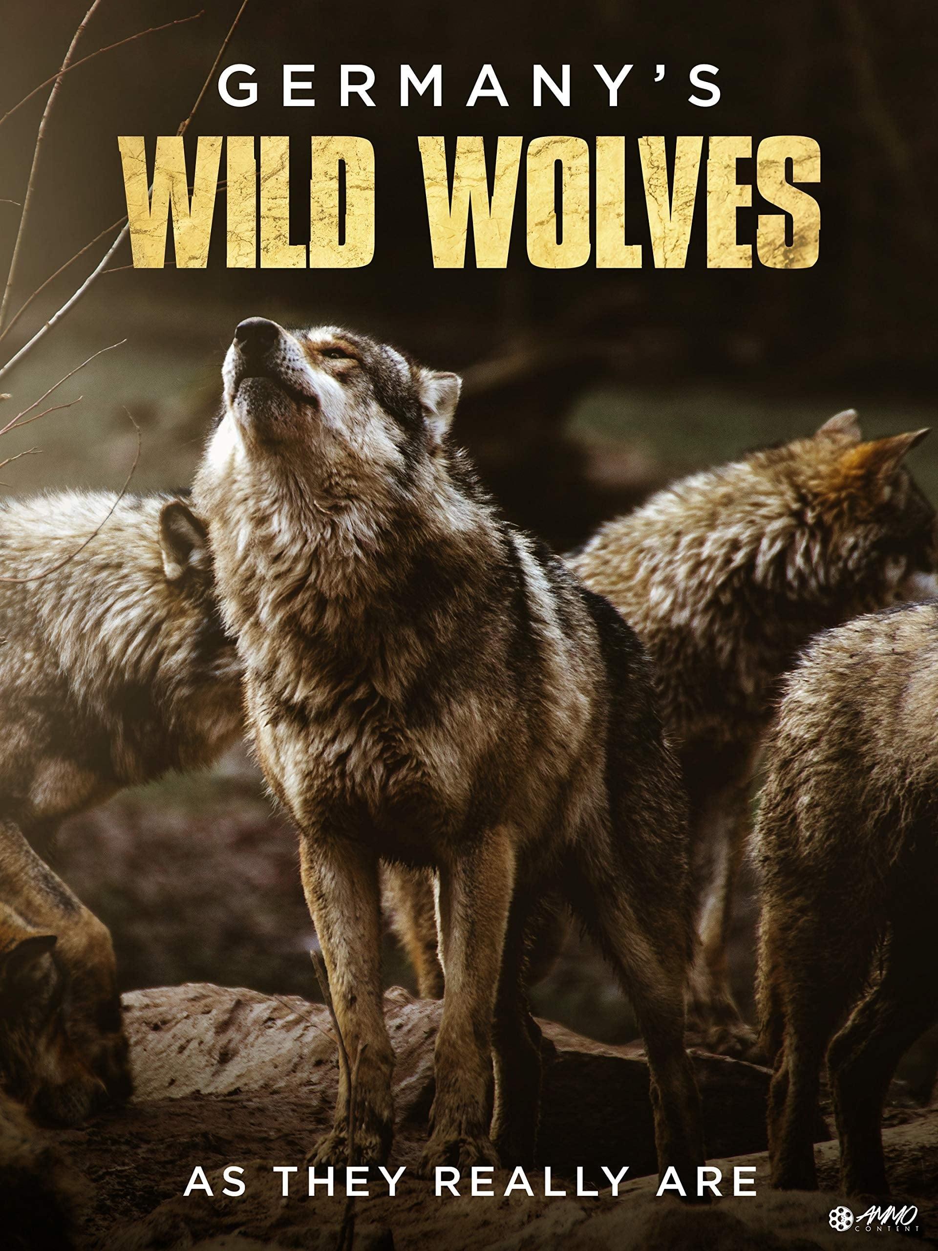 Germany's Wild Wolves - As They Really Are poster