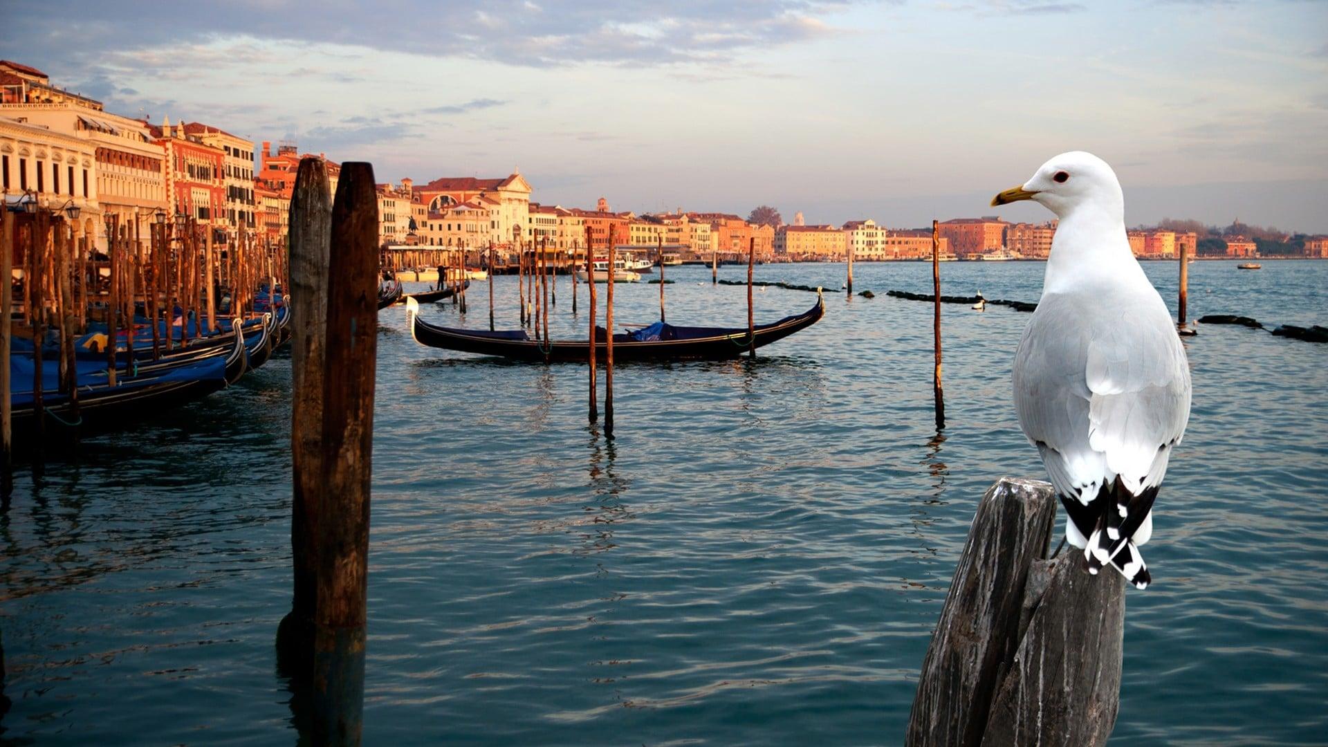 Wild Venice backdrop