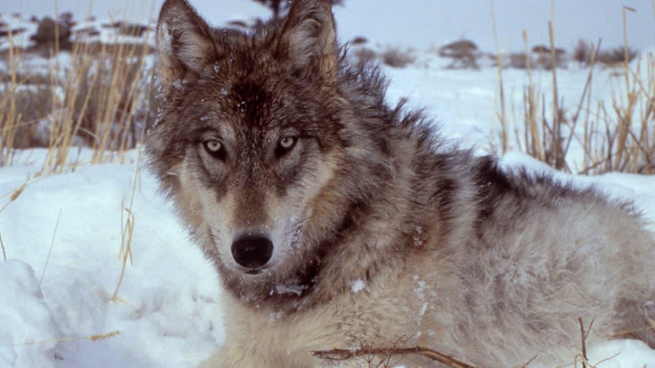 Yellowstone: The Mystery of the Wolves backdrop