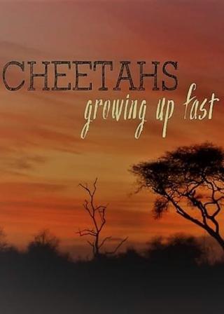 Cheetahs: Growing Up Fast poster