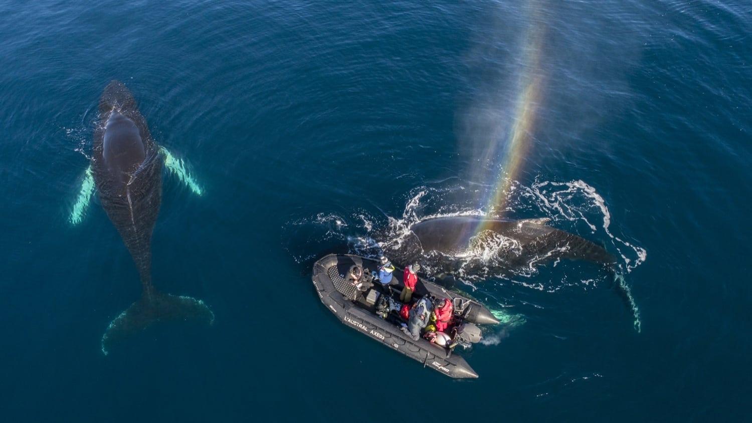 Whales in a Changing Ocean backdrop