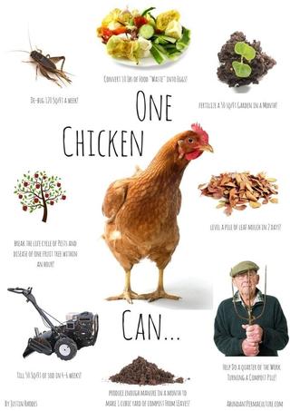 Permaculture Chickens poster