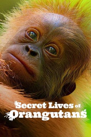 Secret Lives of Orangutans poster