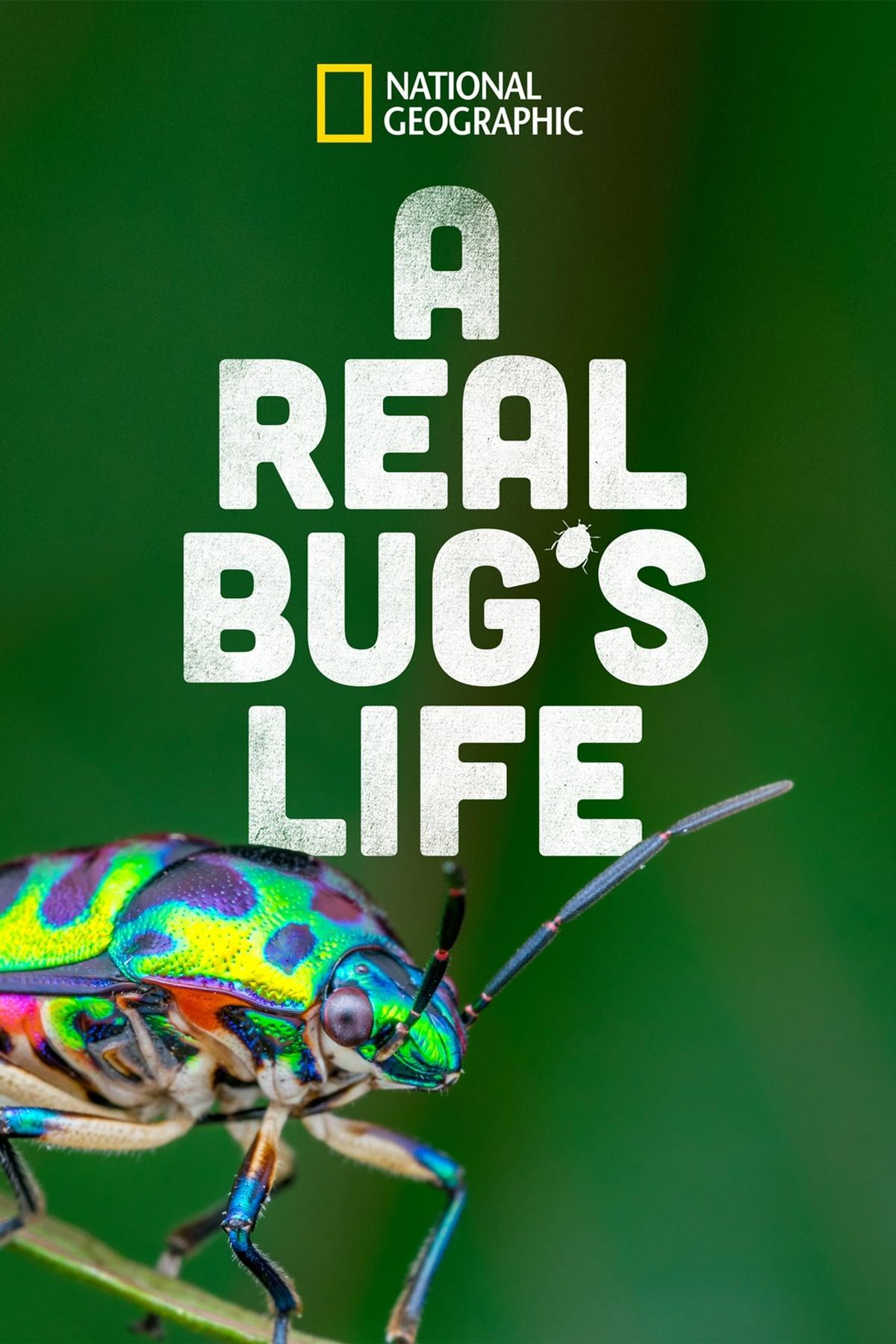 A Real Bug's Life poster