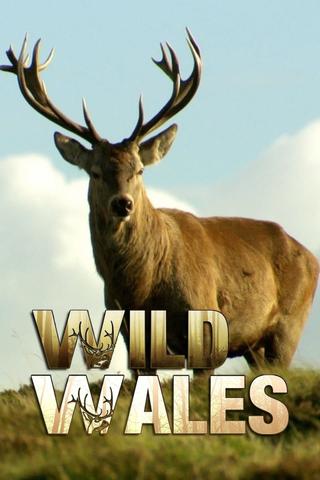 Wild Wales poster