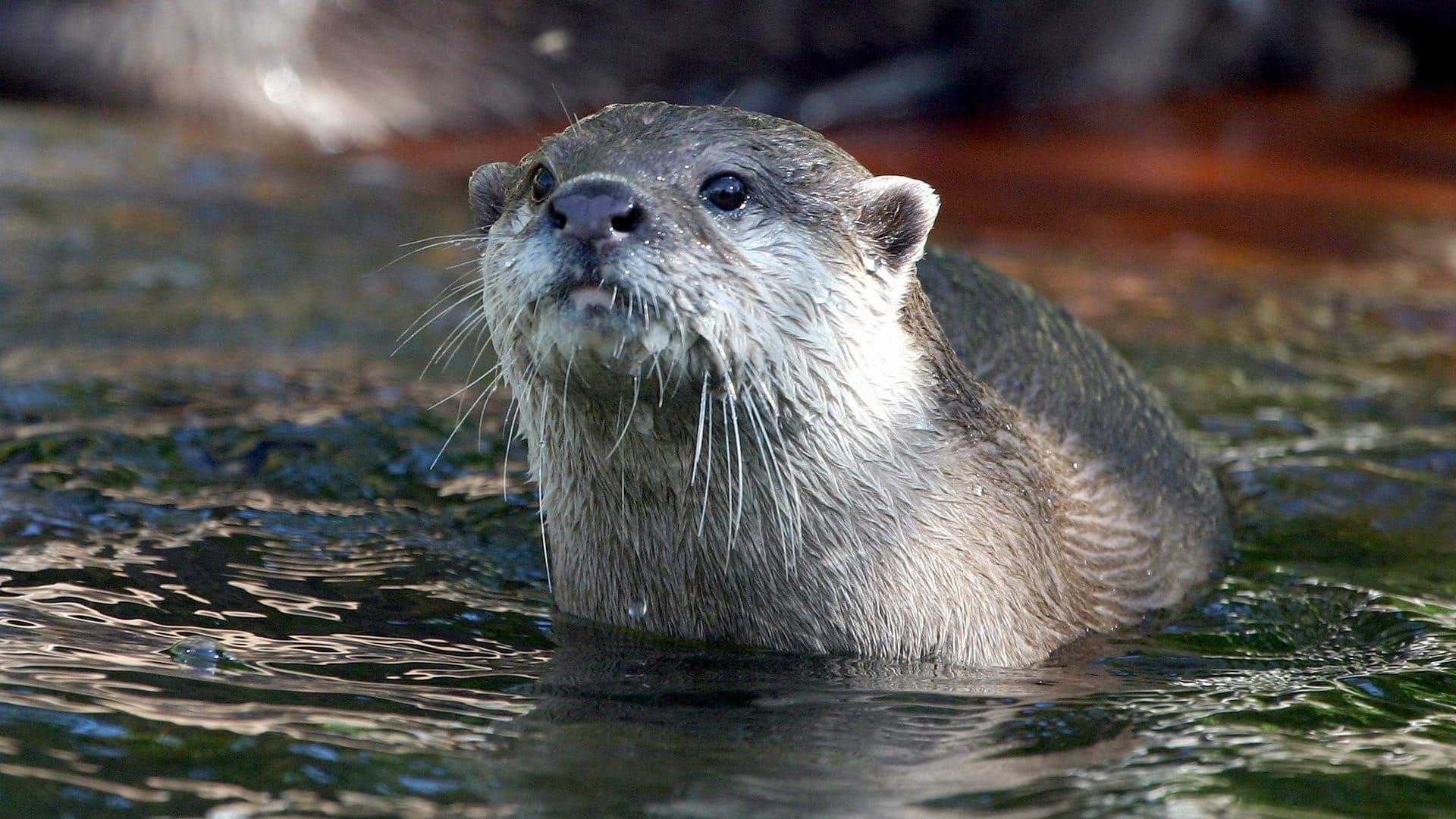 West Coast Otters backdrop