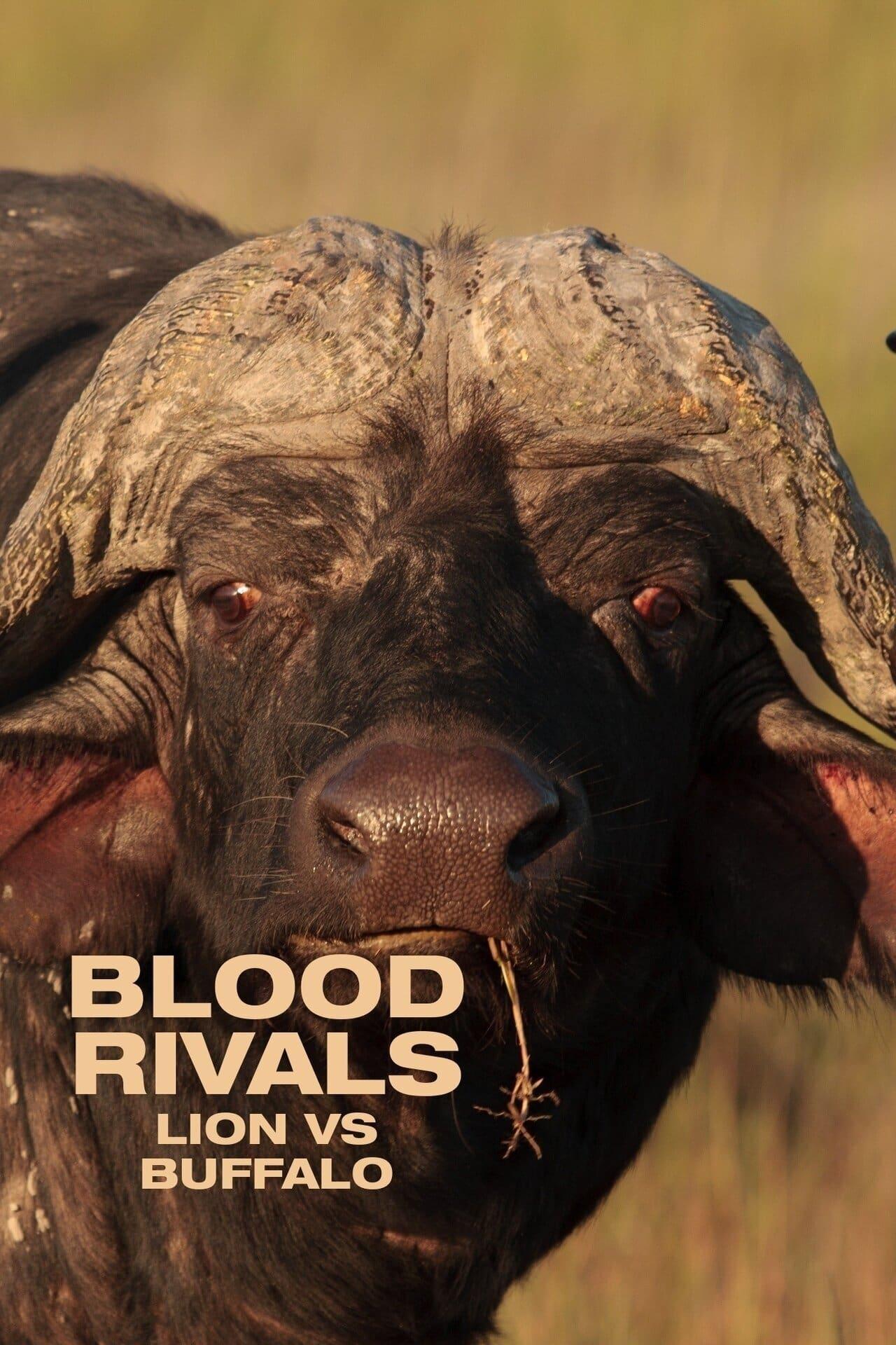 Blood Rivals: Lion vs Buffalo poster