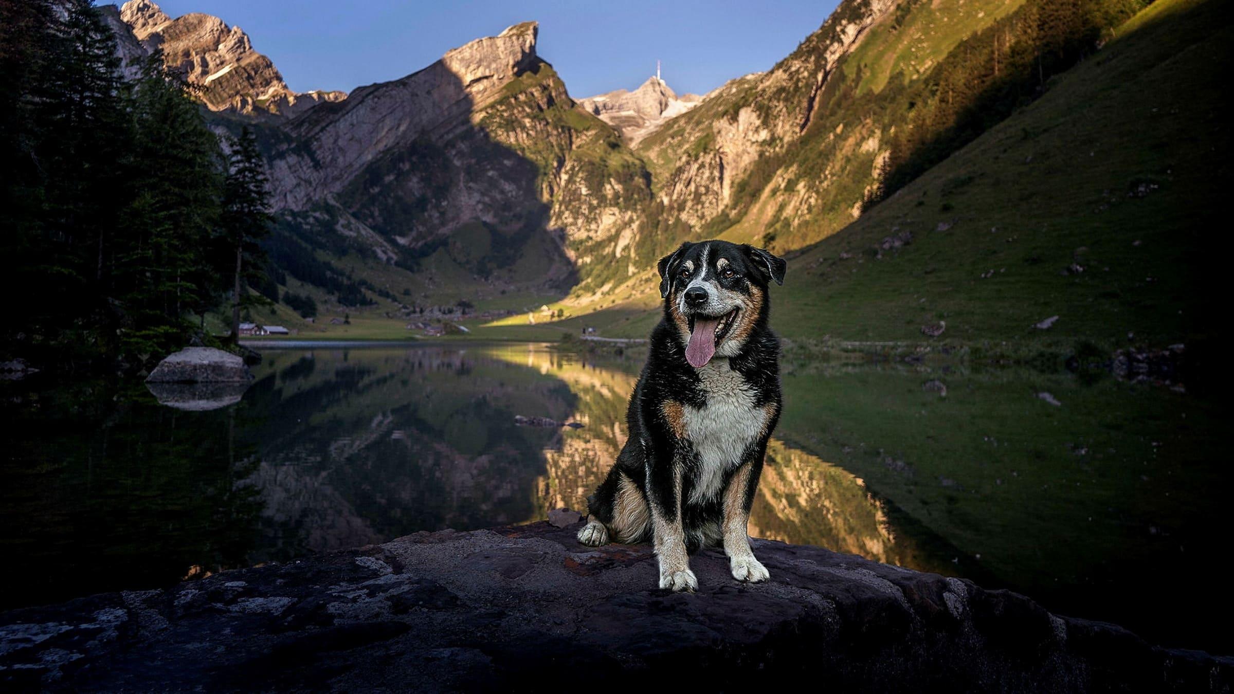 Schweizer Hundegeschichten backdrop