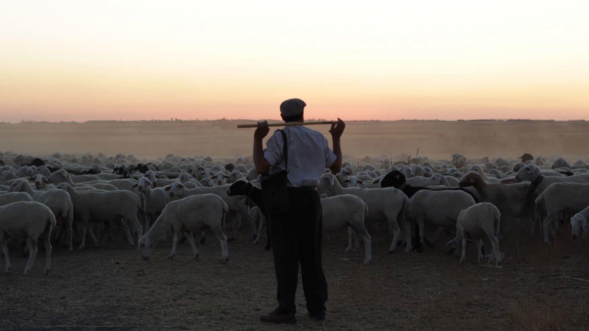 The Shepherd backdrop