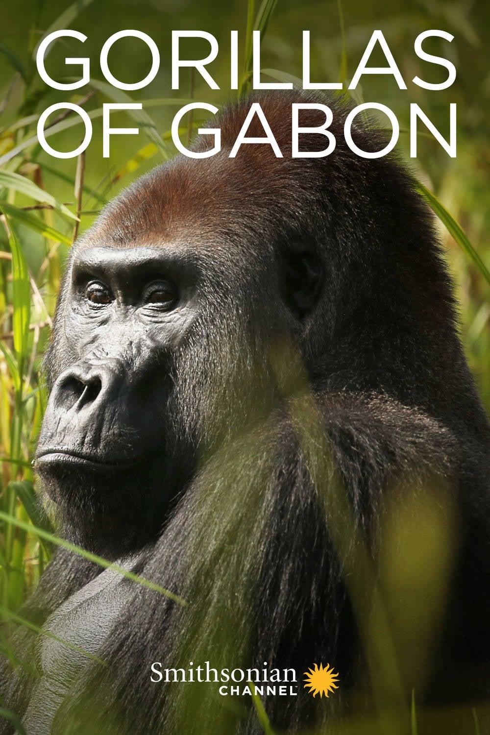 Gorillas of Gabon poster