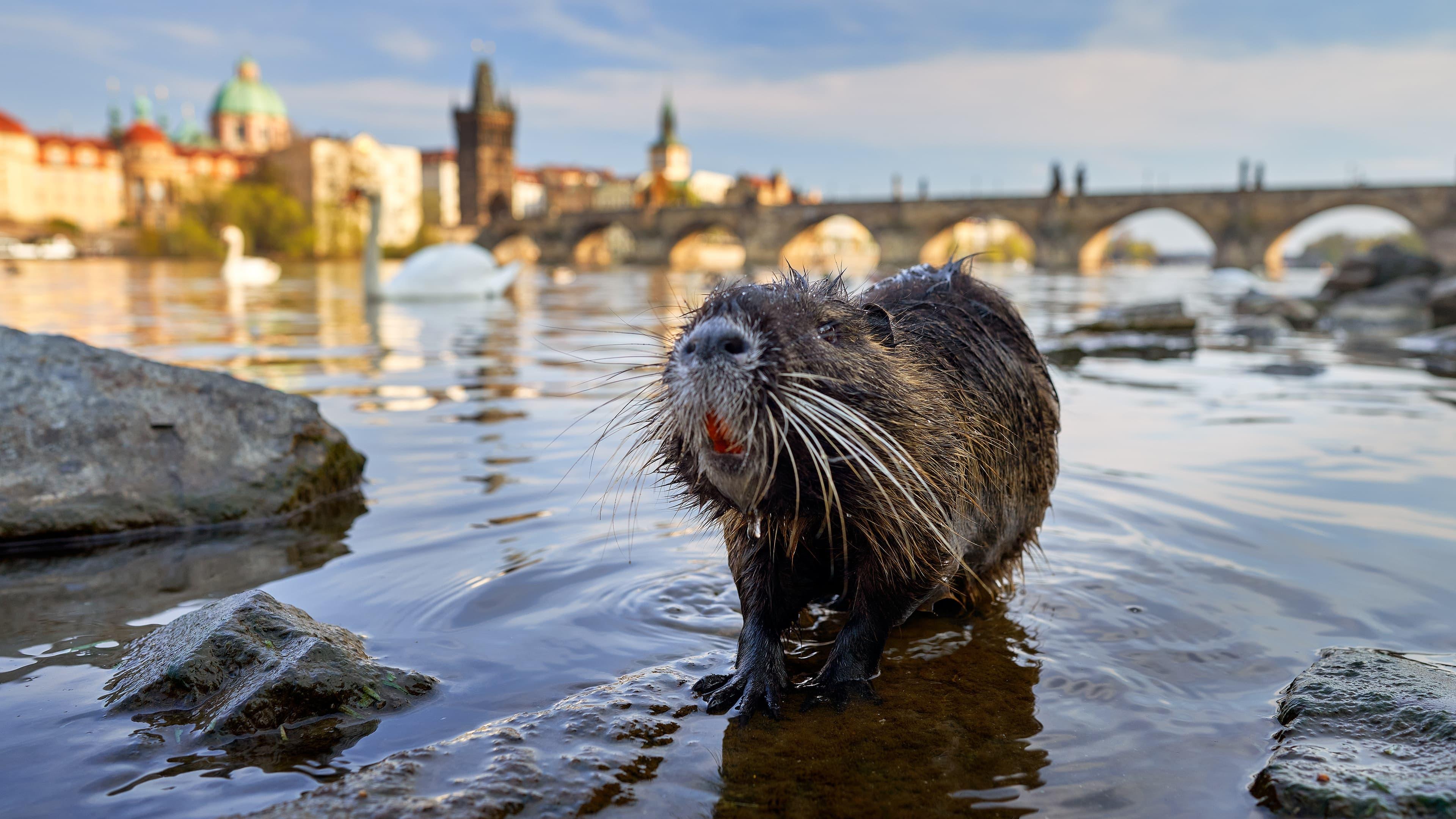 Wild Prague backdrop