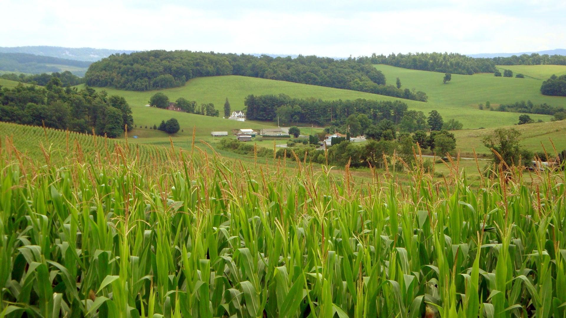 The World According to Monsanto backdrop