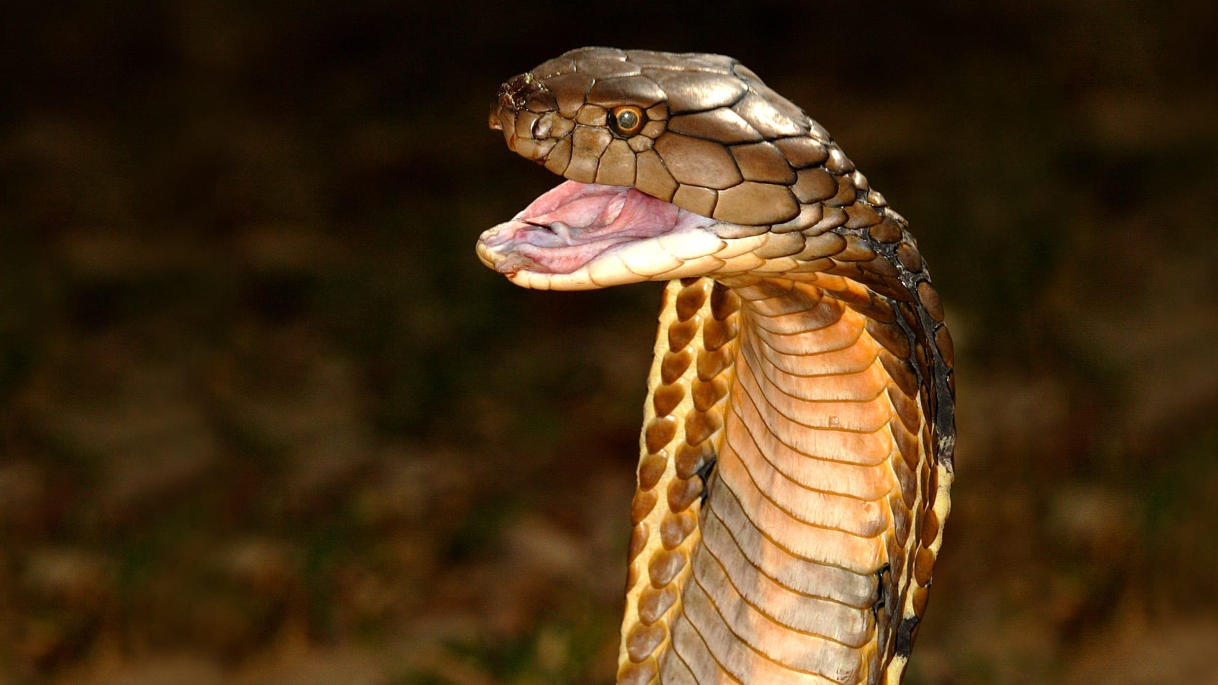 World's Deadliest Snakes backdrop